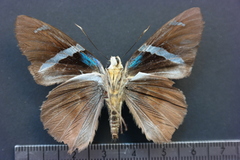 Telegonus azul