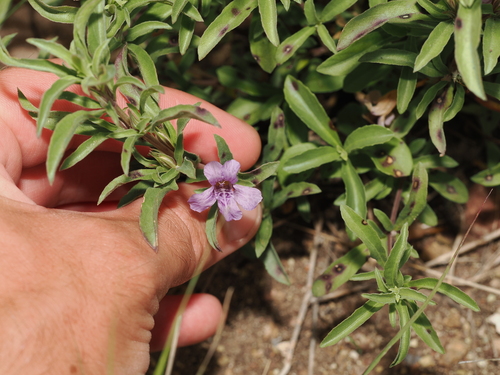Schied's snakeherb (Dyschoriste schiedeana)