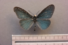 Altinote ozomene nox