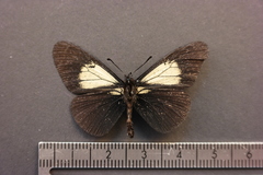 Altinote ozomene nox