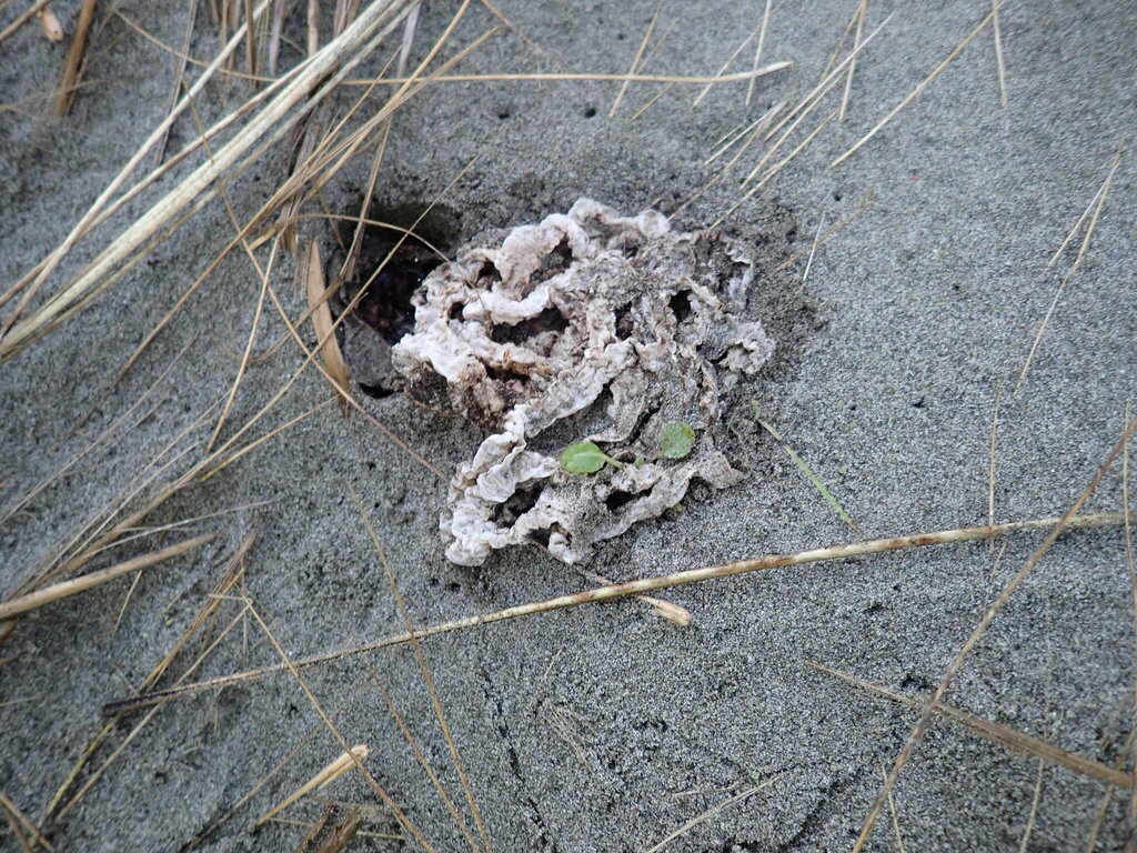 Ileodictyon cibarium · July 2025 · photo: © arnim (iNaturalist, cc-by)