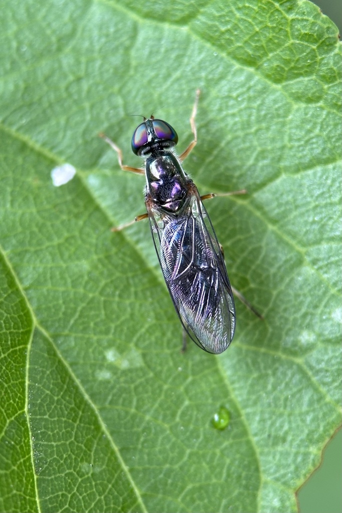 Sargus grandis