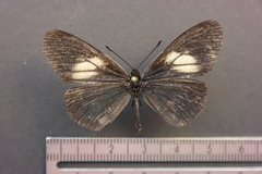 Altinote ozomene nox