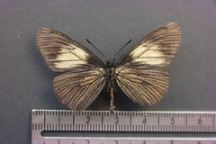 Altinote ozomene nox