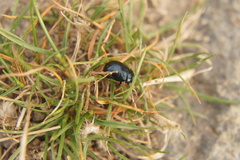 Chrysomelidae