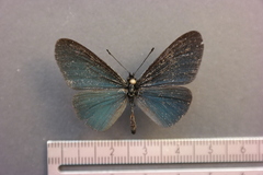 Altinote ozomene nox