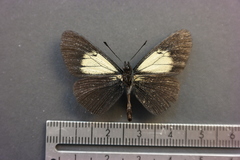 Altinote ozomene nox