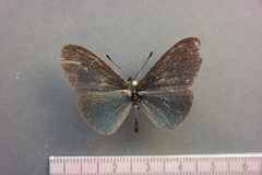 Altinote ozomene nox