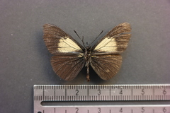 Altinote ozomene nox