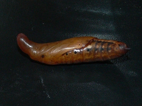 Accented Nephele