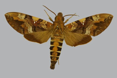 Accented Nephele