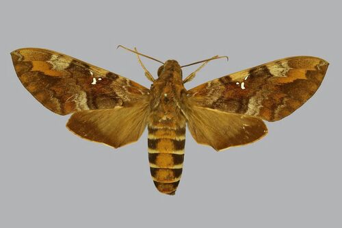 Accented Nephele