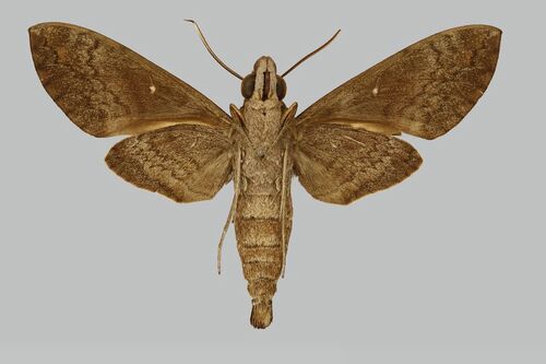 Accented Nephele