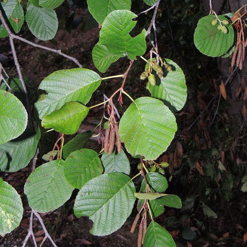 European Alder (Invasive Plants of Maryland) · iNaturalist