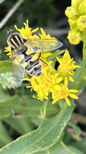 Unknown species found near Johnson County, WY, USA