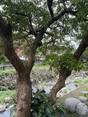 茄冬