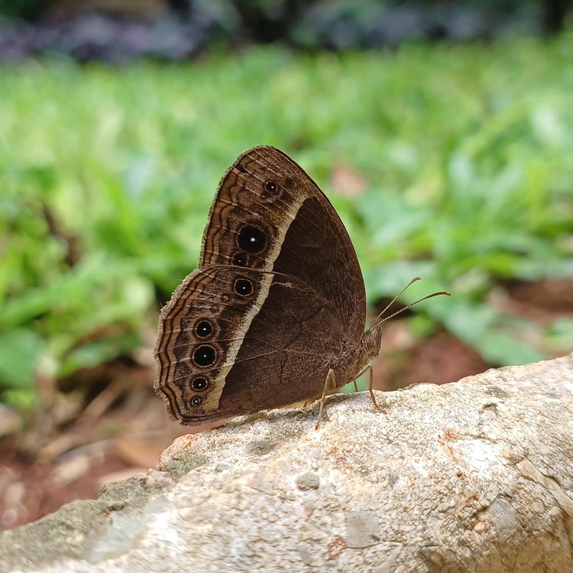 Tamil Bushbrown