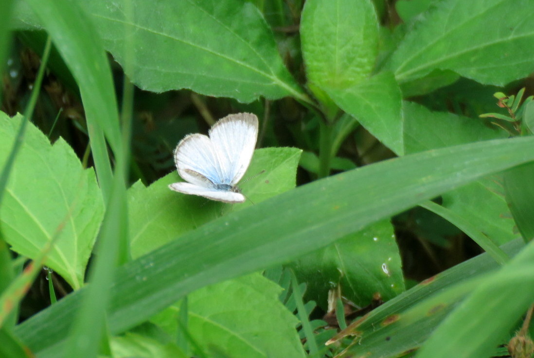 Pale Grass Blue
