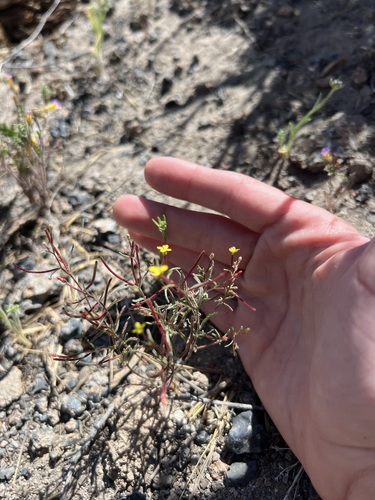 little wiry suncups (Camissonia pusilla)
