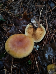Agaricomycetes