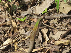 Ameiva atrigularis