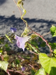 Ipomoea purpurea