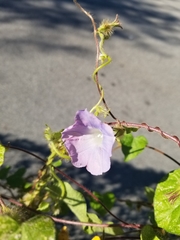 Ipomoea purpurea