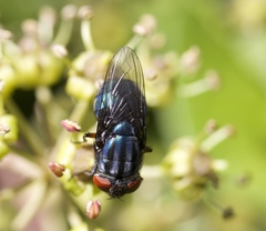 Compsomyiops callipes