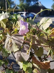 Ipomoea purpurea