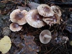Agaricomycetes
