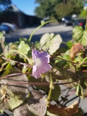 Ipomoea purpurea