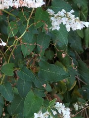 Fallopia baldschuanica