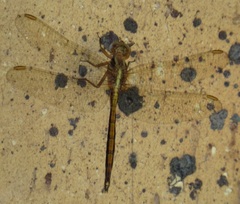 Orthetrum machadoi