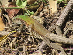 Ameiva atrigularis