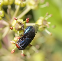 Compsomyiops callipes