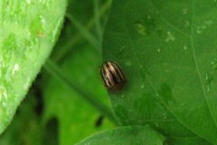 Agroiconota bivittata