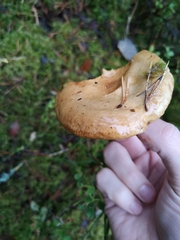 Lactarius deliciosus