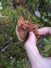 Lactarius deliciosus