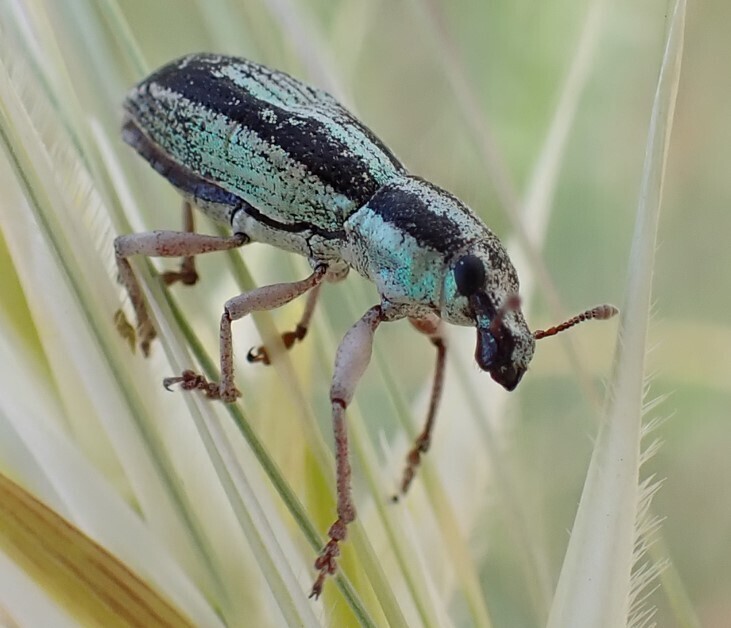 Leptostethus gaerdesi