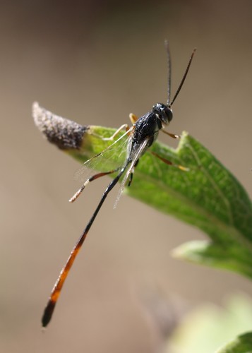 Ophionellus