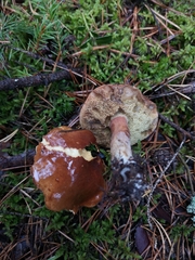 Imleria badia