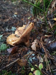 Lactarius deliciosus