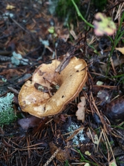 Lactarius deliciosus