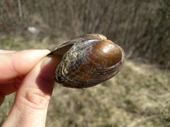 Strophitus undulatus