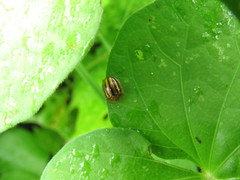 Agroiconota bivittata