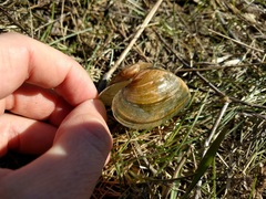 Alasmidonta marginata