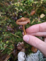 Fungi