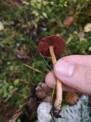 Fungi