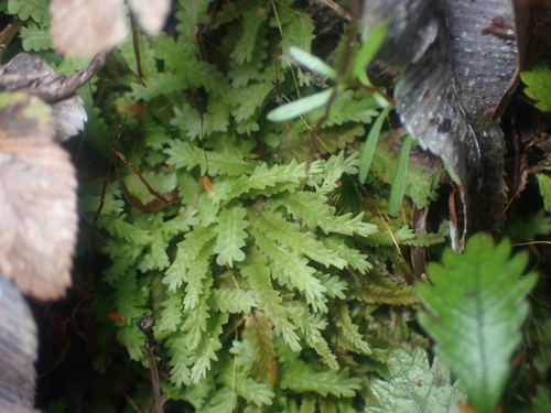 Saccogynidium observed 2025-07-27