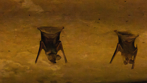 Geoffroy's Trident Leaf-nosed Bat